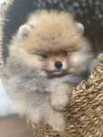 Lulu da Pomerania
