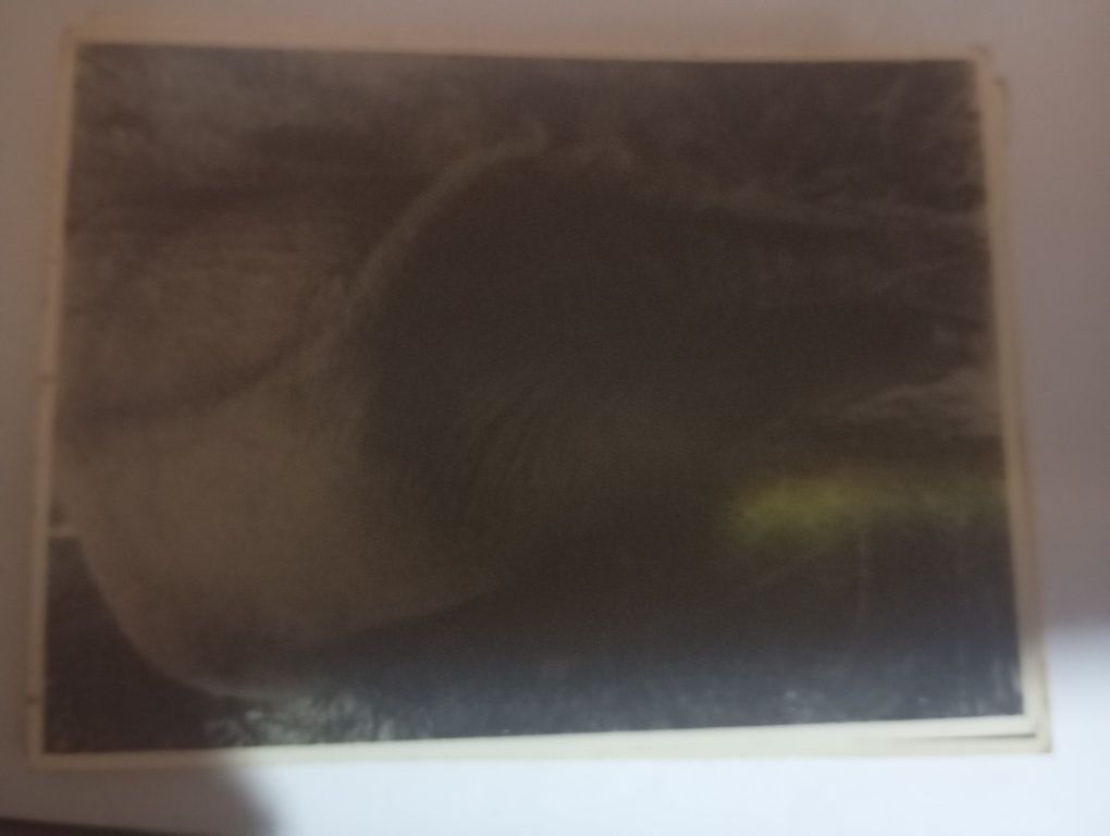 Foto preto e branco notas raras