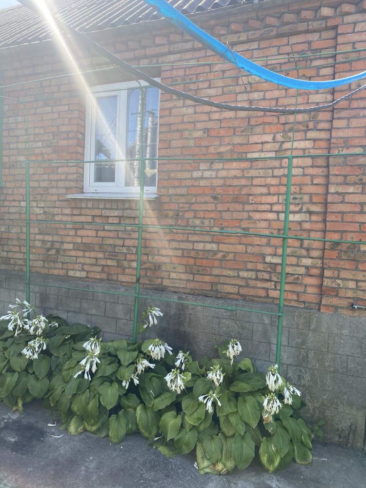 Оренда будинку Ружична,