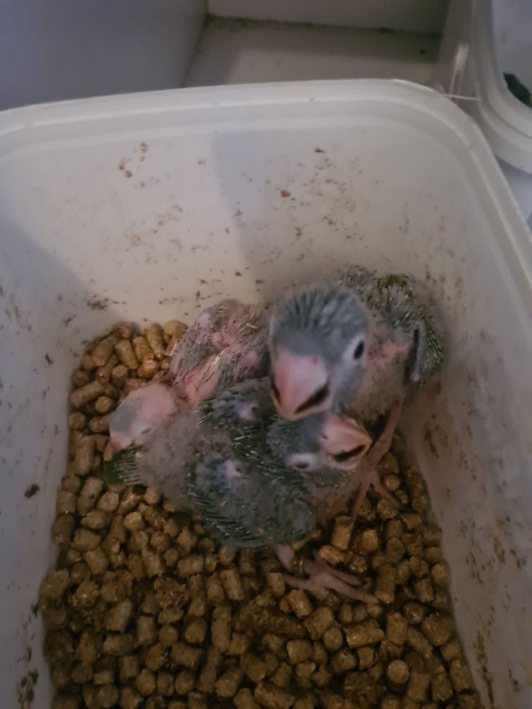 Conures cabeça azul