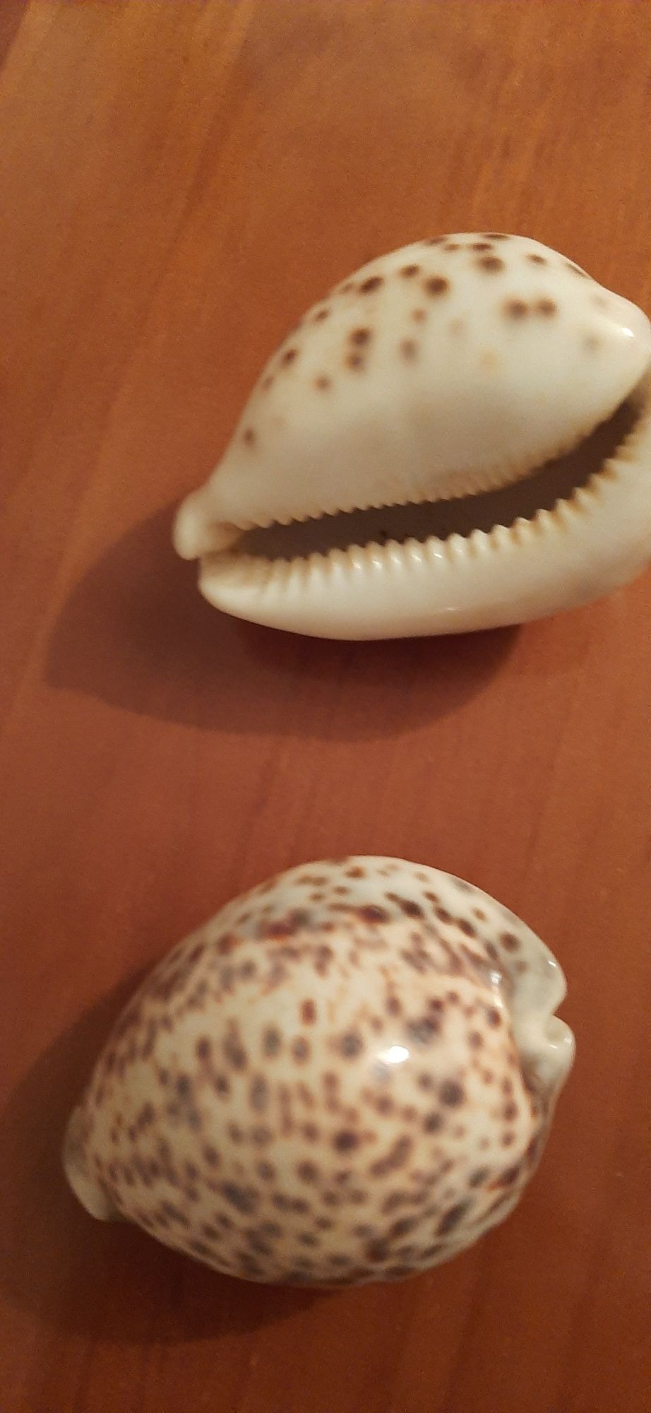 Conchas búzios decoração