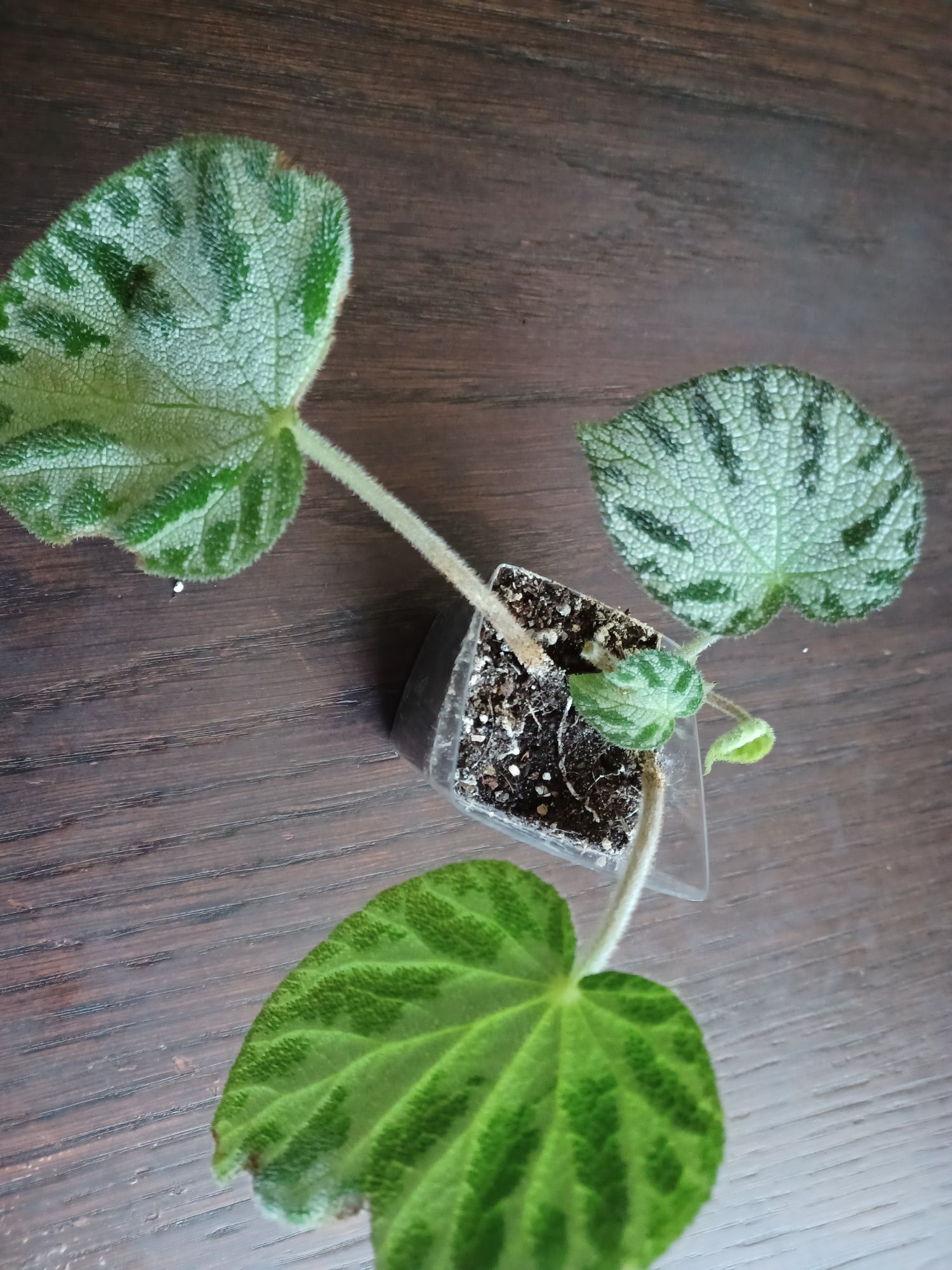 Begonia zestaw liści ciętych