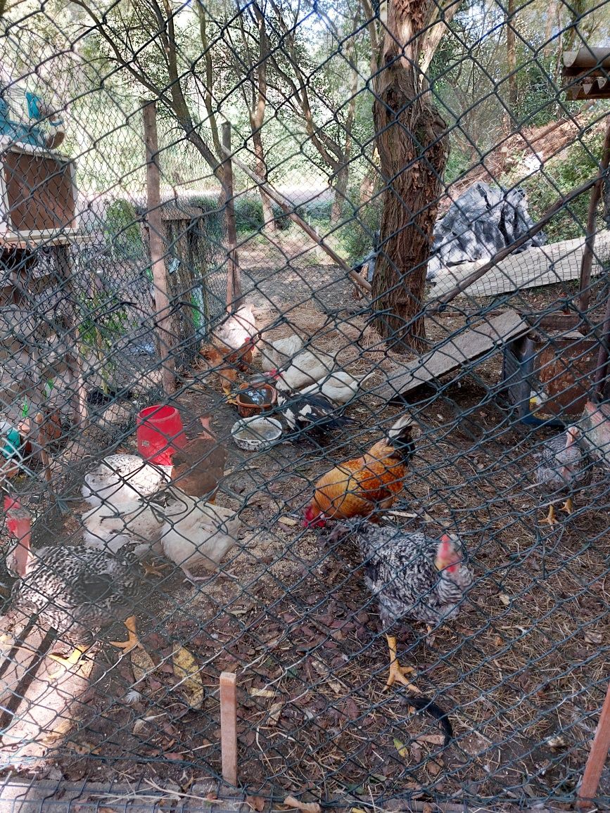 Vendo animais todos da quinta