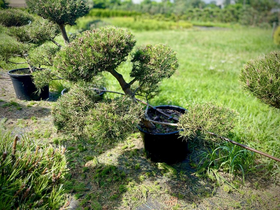 Bonsai Rosliny Formowane
