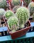 Kaktus Lobivia (Trichocereus) grandiflora kaktusy