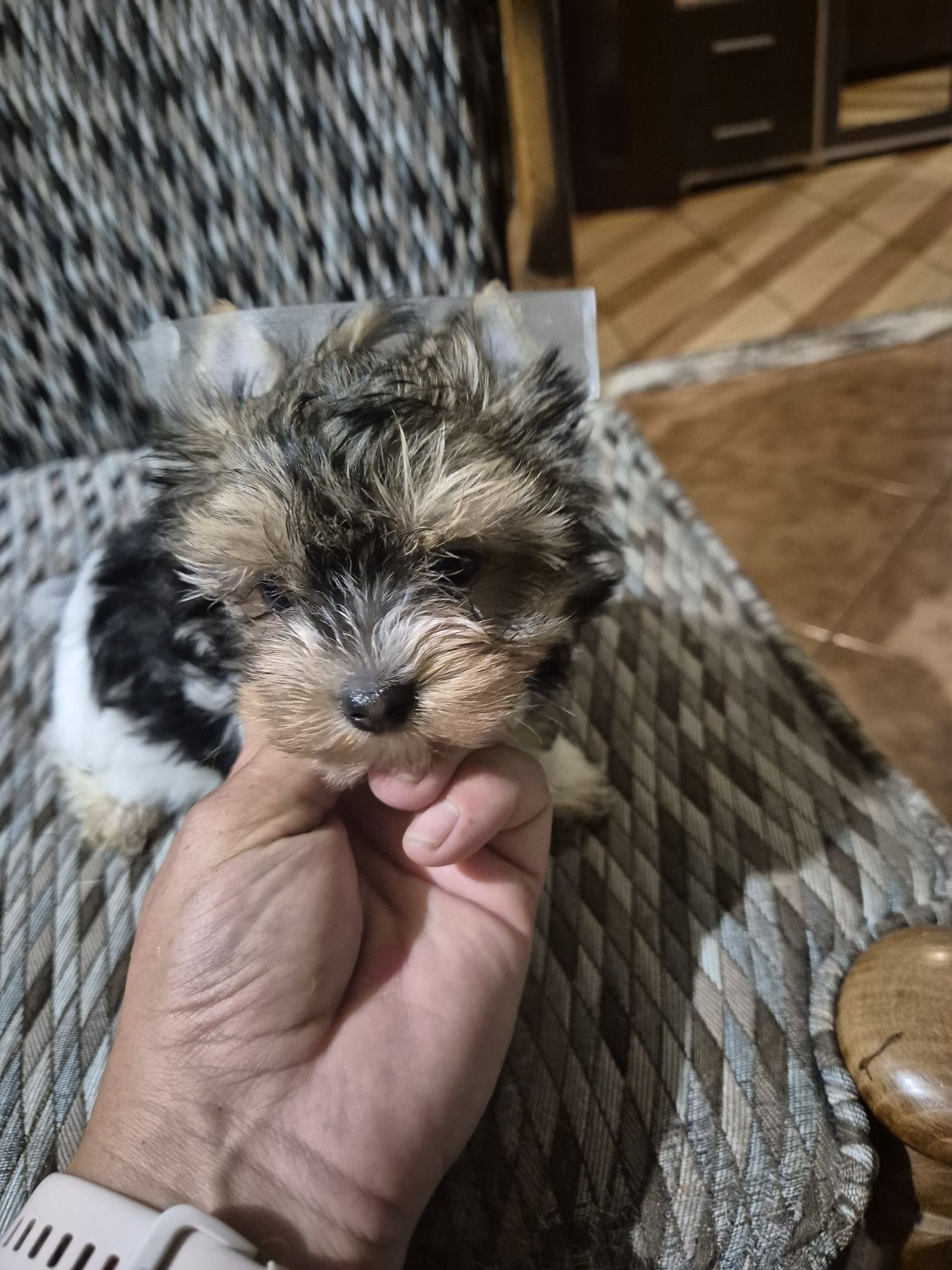 Yorkshire terrier biewer