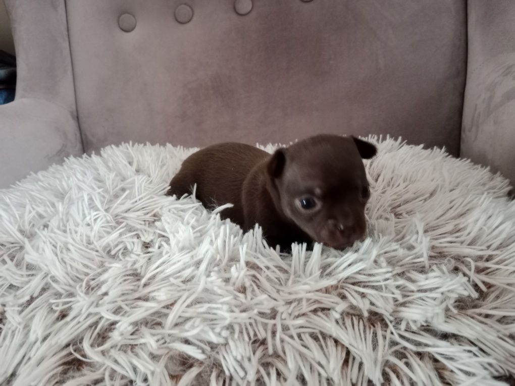 Czekoladowa dziewczynka chihuahua