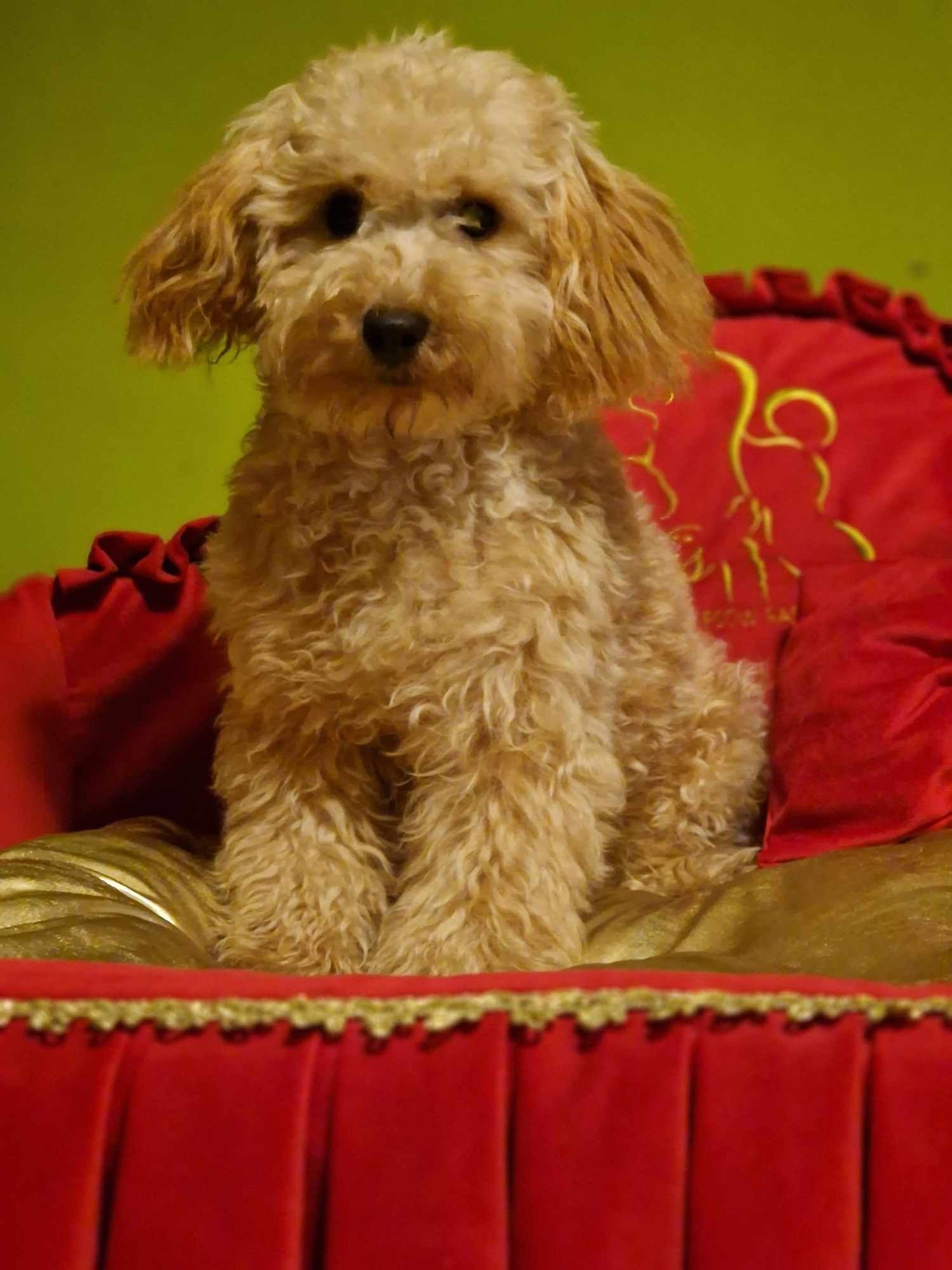 Pudel toy piesek