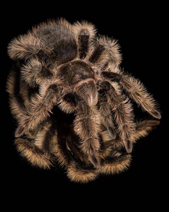 Самка паука птицееда для новичков Brachypelma albopilosum