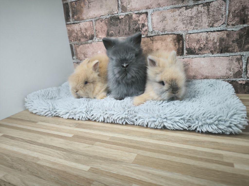 Króliczki karzełki Teddy mini króliczki metryka