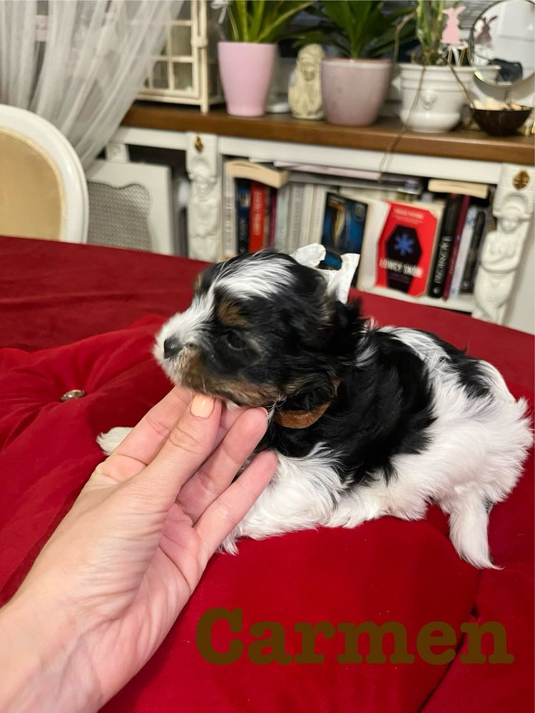 Suczka Yorkshire Terrier Biewer