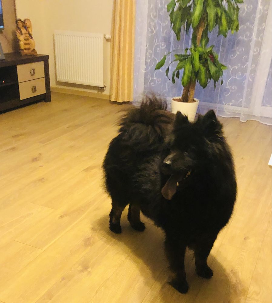 Eurasier szczenięta -lato hod.Yukibana FCI