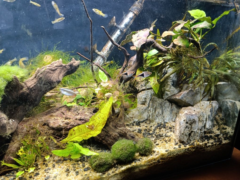 Akwarium 112litrów Aquael z życiem, filtr, grzałka, termometr