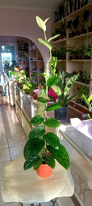 Епіпремнум Марбл Планет