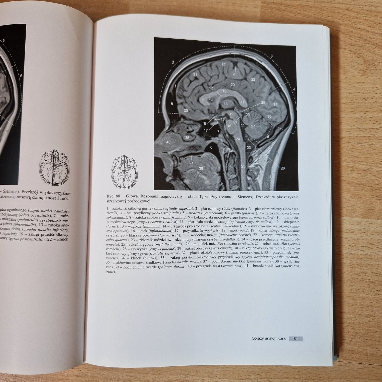 Anatomia radiologiczna