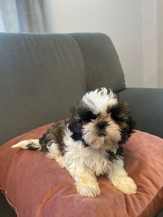 Shih tzu piękna suczka