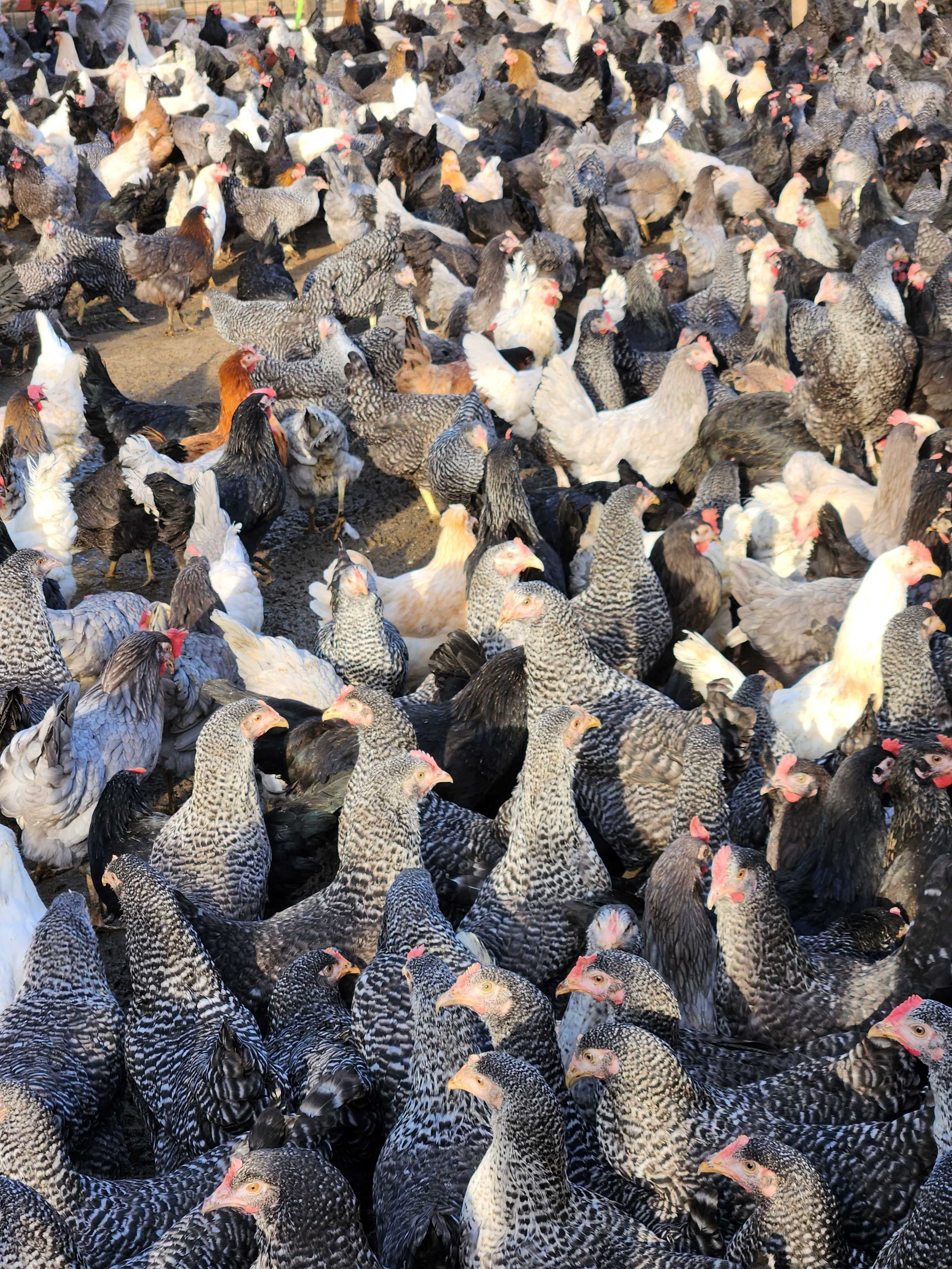 Kury nioski Rosa Messa Tetra Dominant ISA Leghorn Sendi ! ZAPRASZAM !