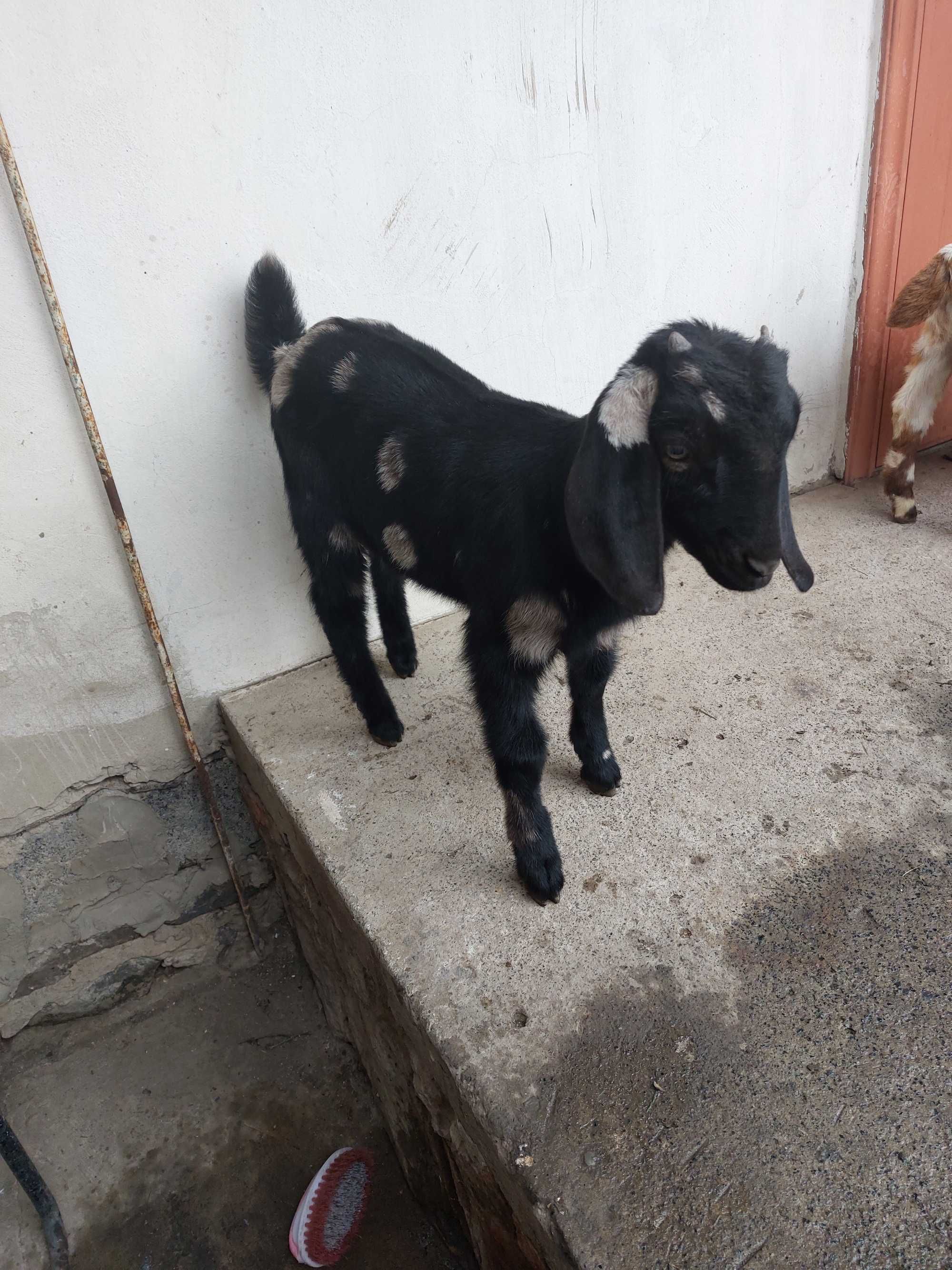 Продам цапка 1,5 міс