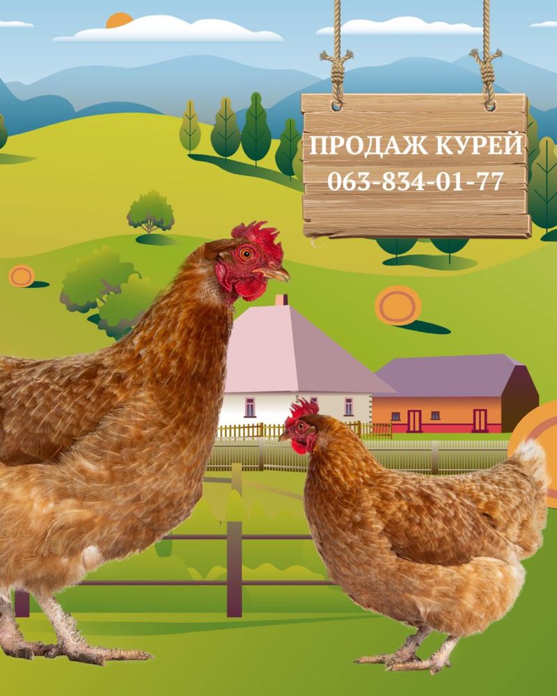 Продаж курей несушок