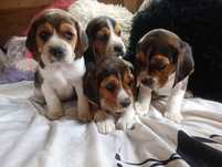 Piękny piesek Beagle