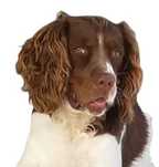 English Springer Spaniel - Ninhada Disponivel