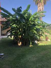 Bananeira com 2.20m