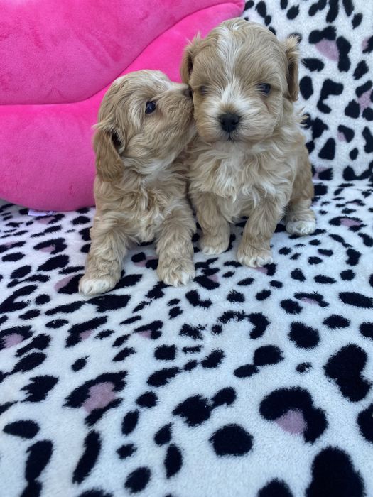 Vip якості мальтипу ф1