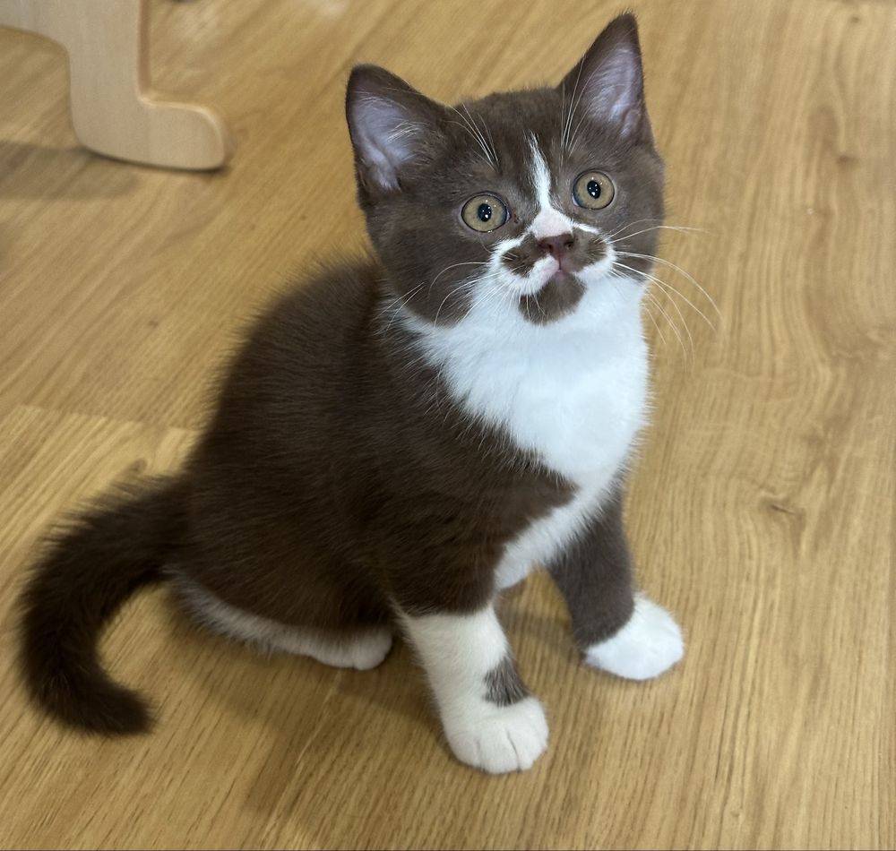 Macho British Shorthair com LOP