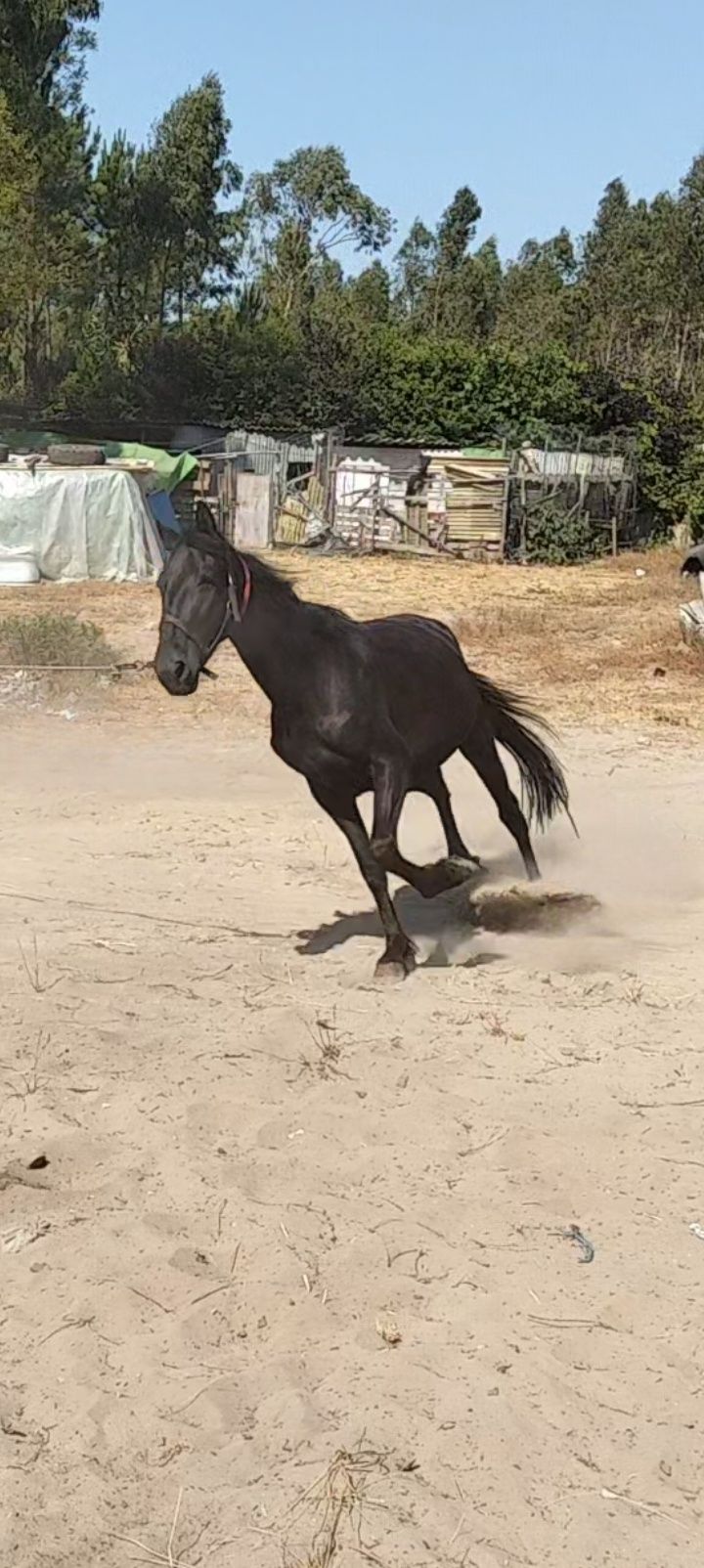 Poldra com 3 anos engatada