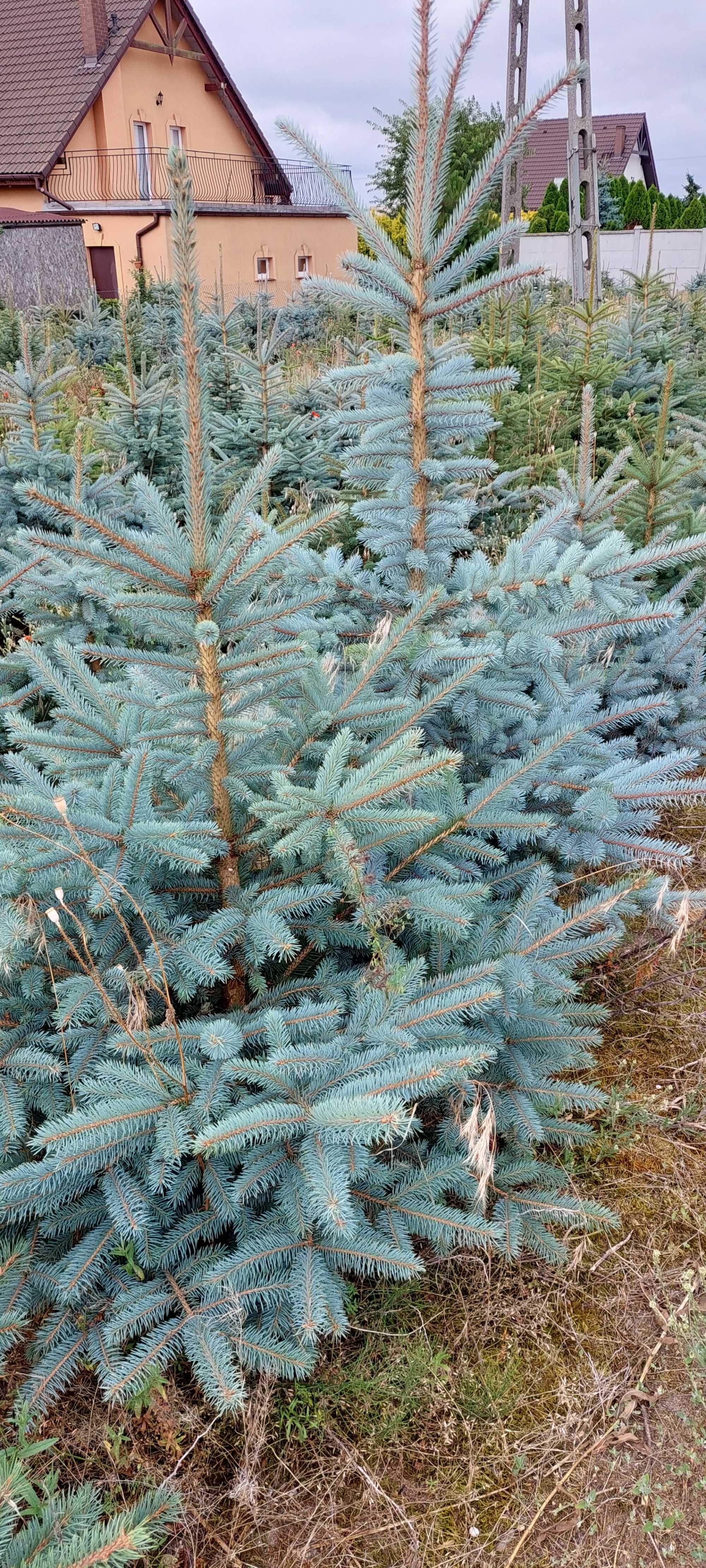 ŚWIERKI SREBRNE I ZIELONE - sprzedaż bezpośrednio z plantacji