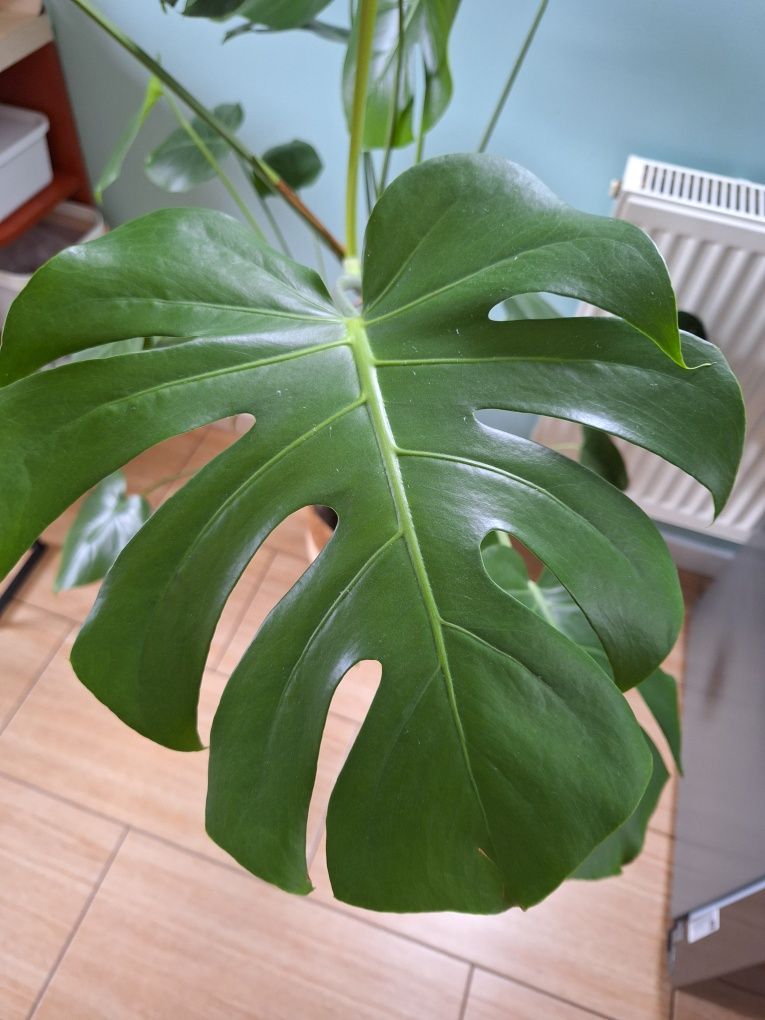 Monstera deliciosa