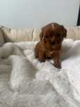 Maltipoo sliczna sunia