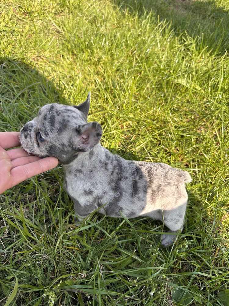 Piekna Suczka Blue Merle