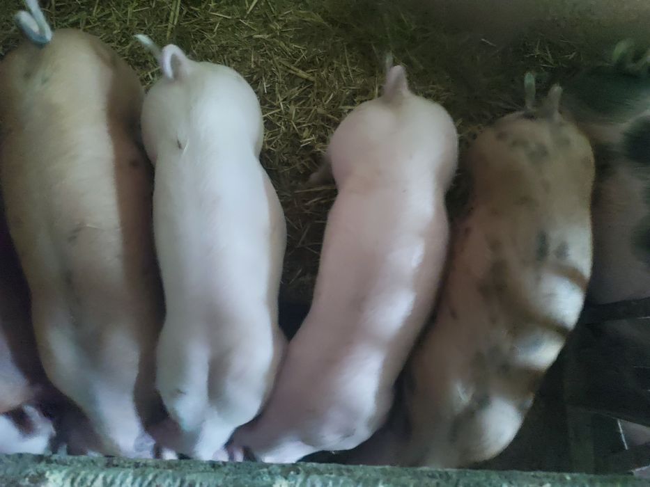 Prosięta miesne 25-30 kg