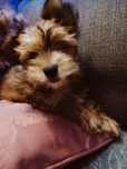 Yorkshire terrier gotowe do odbioru