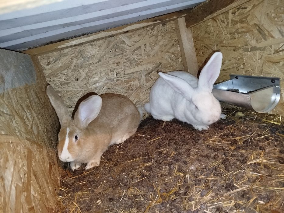 Samiczki młode belgi