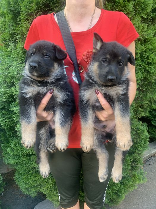 Продам цуценят Німецької вівчарки