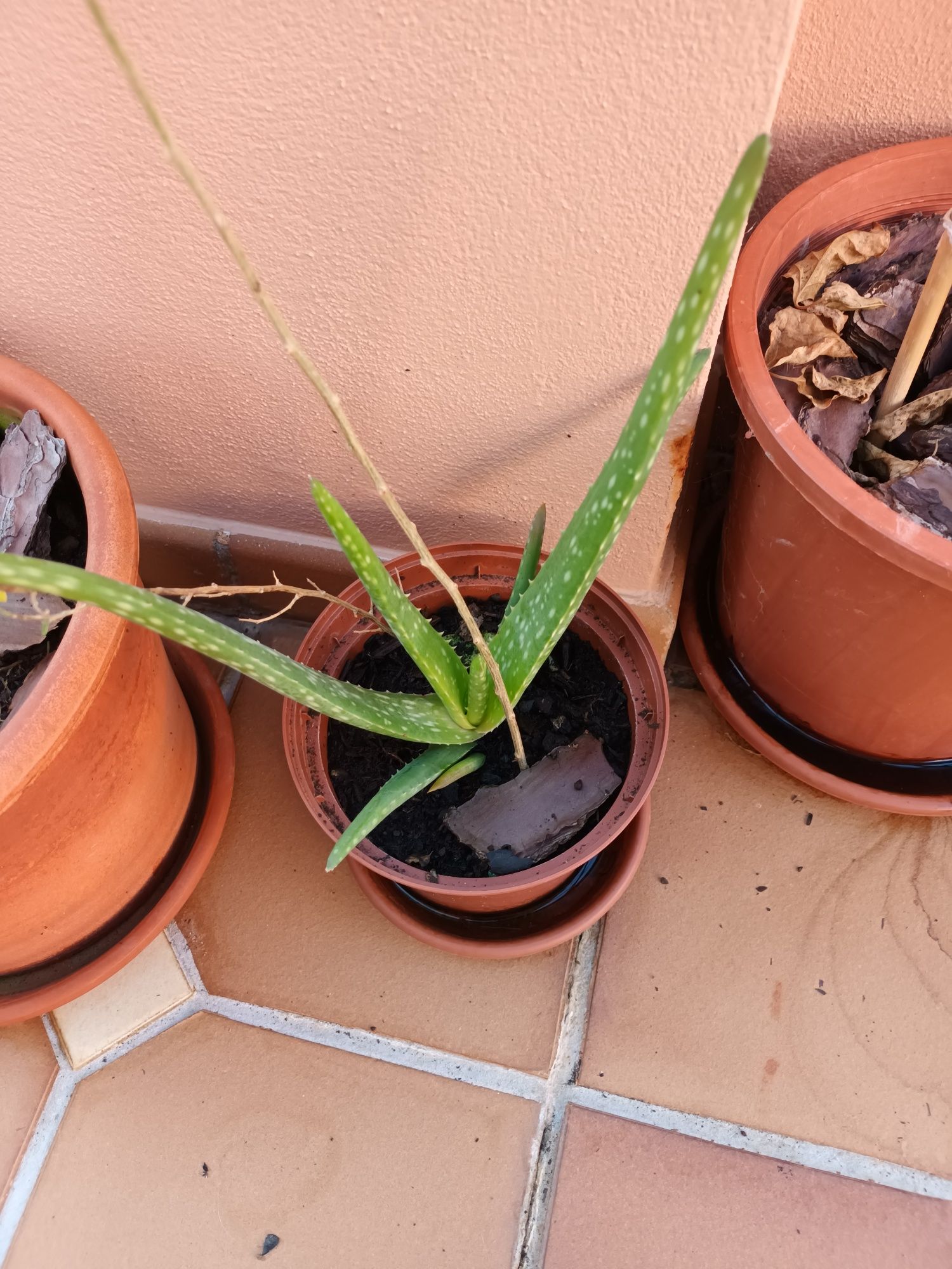 Planta aloe vera em vaso