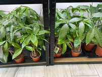Pachira wodna Pachira Aquatica