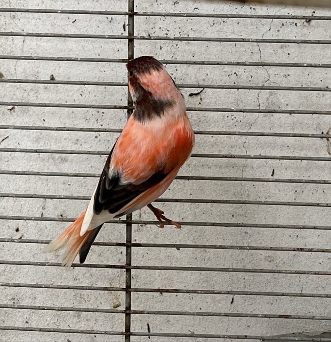 Vendo canario Arlequim Portugue ou lote de 25