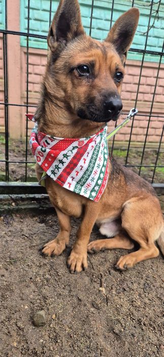 Mały piesek okolo 3 lata