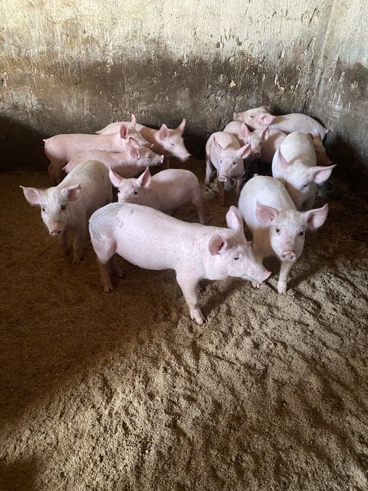 Поросята( 3 породний гібрид) з під ф1 . Та первістки Ф1