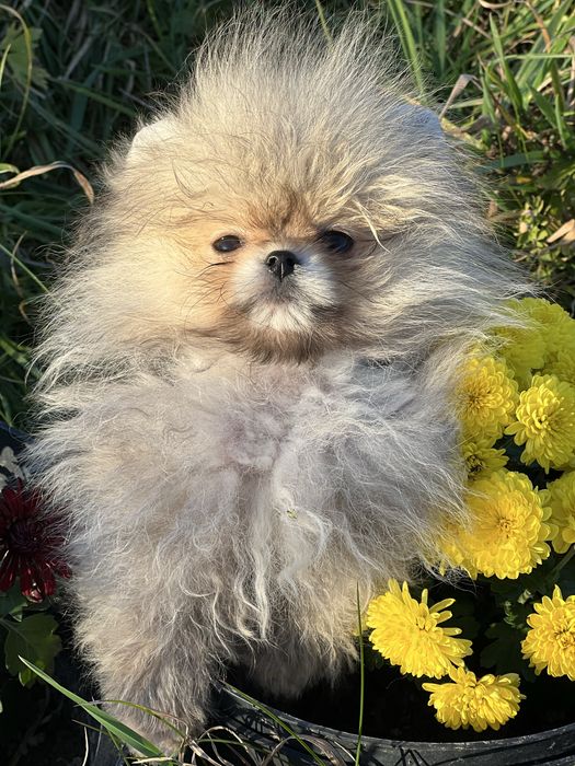 Померанський шпіц 4 міс