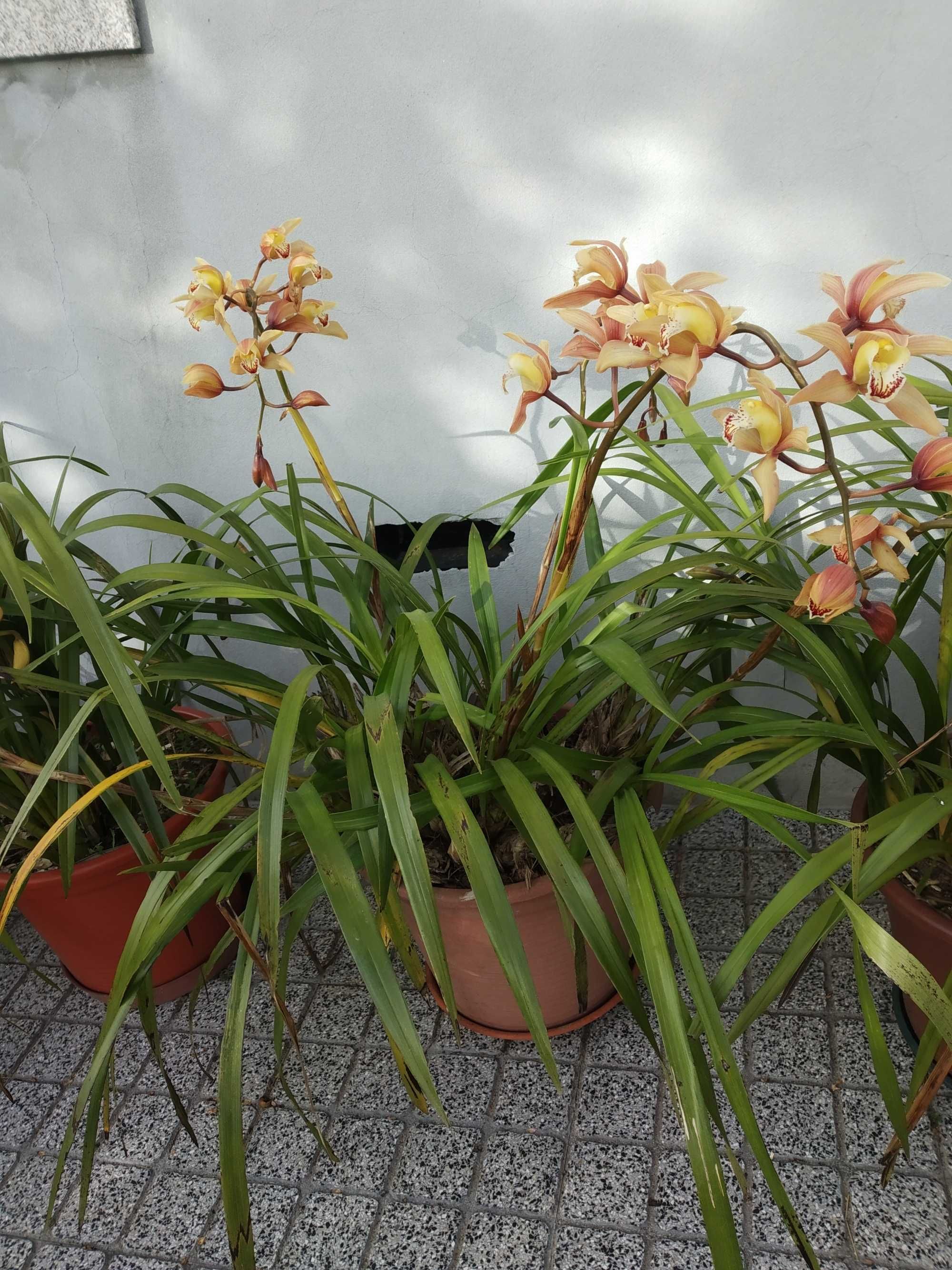 Orquídeas com várias hastes de flor.