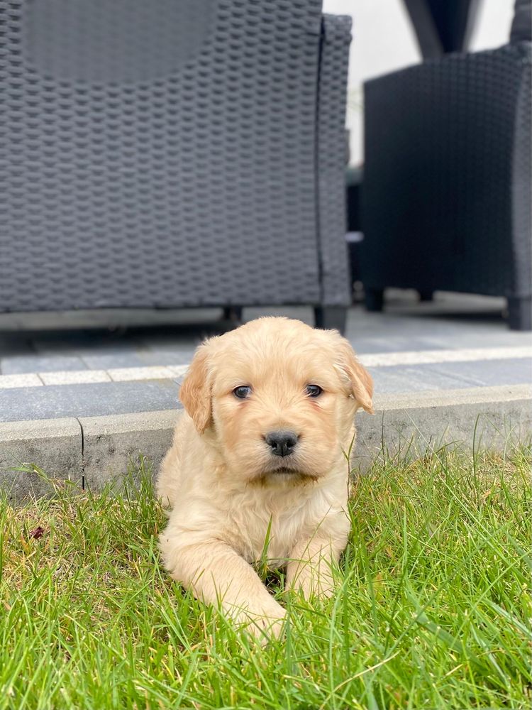 Golden retriever- suczka
