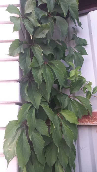 Виноград, винний, декоративний, горіх грецький, саджанці