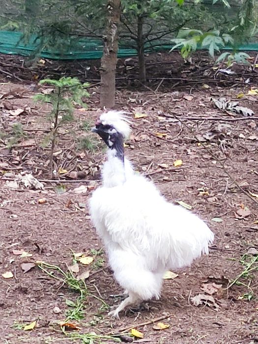 Kogut silka gołoszyjka