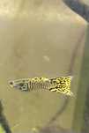Guppys para venda