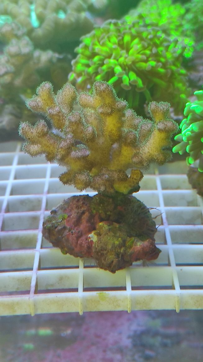 pocillopora damicornis

SPS morskie akwarium koral