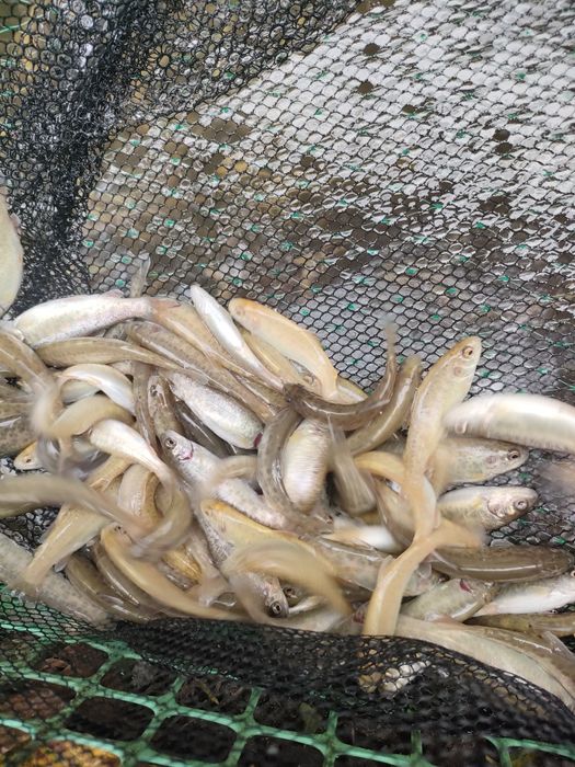 Narybek Pstrąga Gospodarstwo EKO.